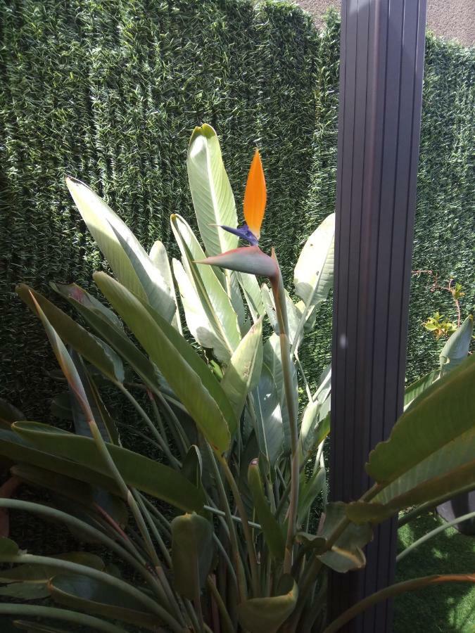 Apartment Garden Кальдас-де-Рейес Экстерьер фото